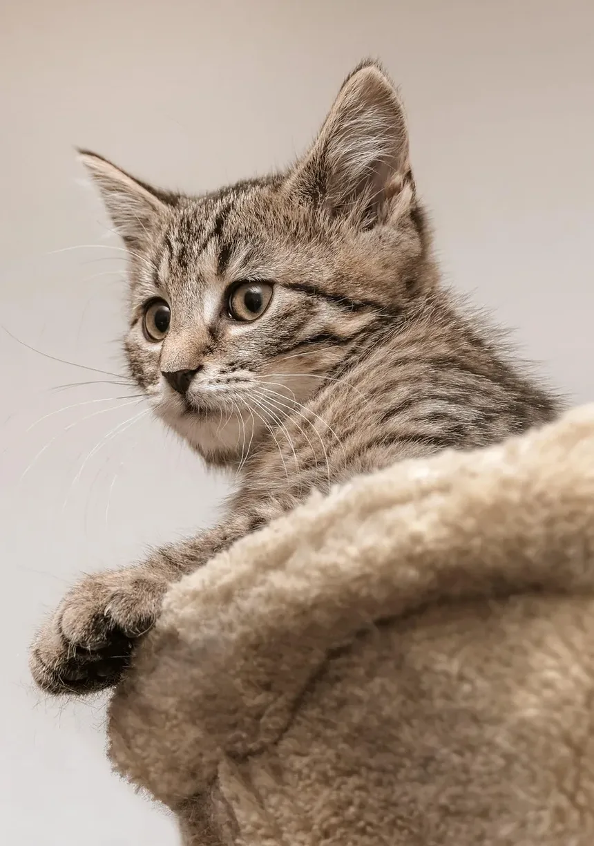 Sinais de Intoxicação por Plantas em Gatos: O Que Todo Dono de Gato Deve Saber