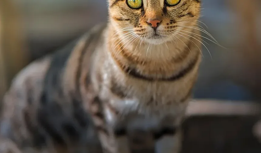 Sinais de Intoxicação por Plantas em Gatos: O Que Todo Dono de Gato Deve Saber