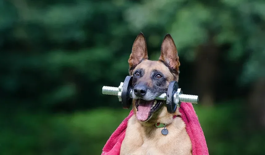 Sinais de Intoxicação por Alho em Cães: O Que Todo Dono de Cachorro Deve Saber