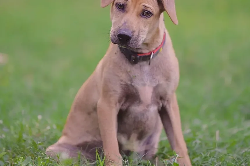 Sinais de Intoxicação por Alho em Cães: O Que Todo Dono de Cachorro Deve Saber