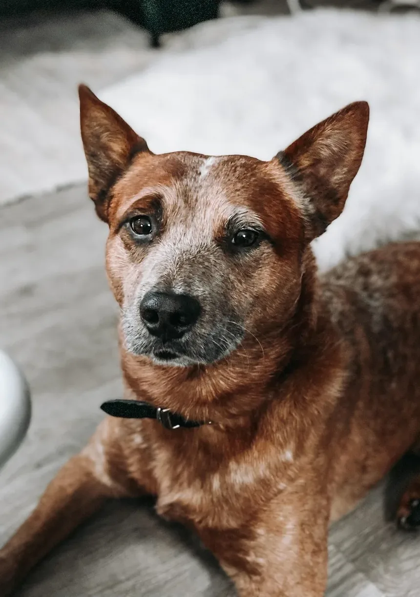 Sintomas de Intoxicação em Cães: Reconhecendo os Sinais e Agindo