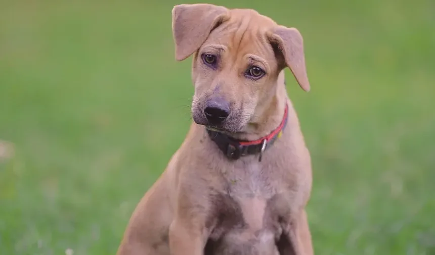 Sintomas de Intoxicação em Cães: Reconhecendo os Sinais e Agindo