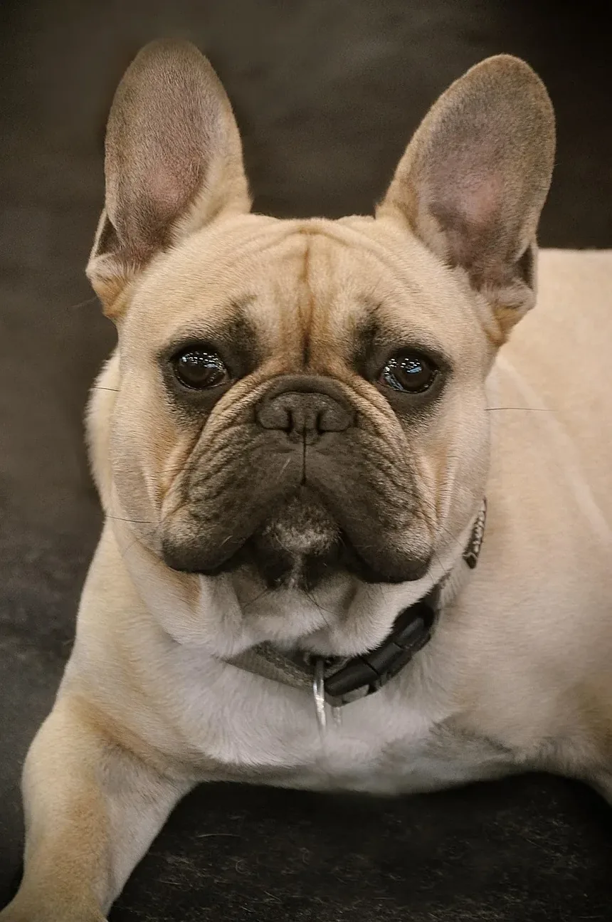 Tratamento de Carrapatos em Cães: Um Guia Completo