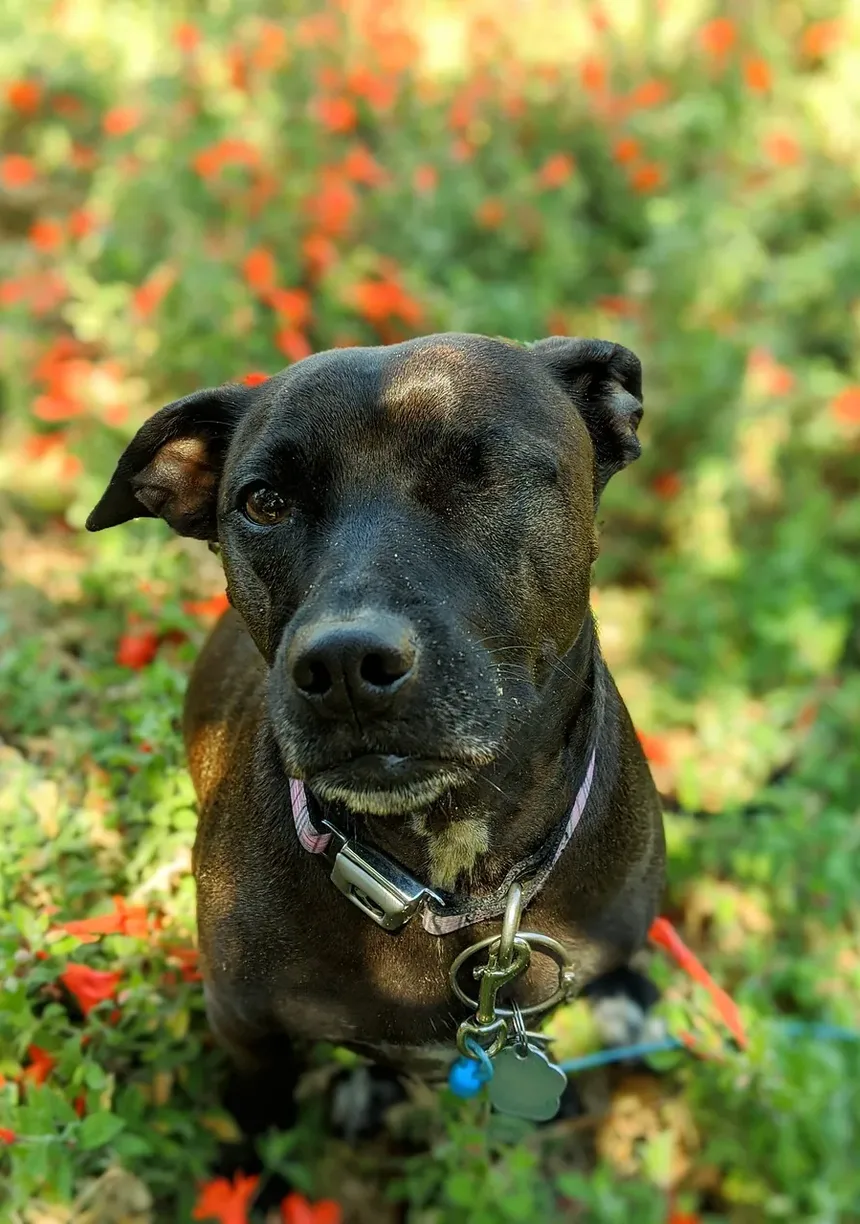 Tratamento de Carrapatos em Cães: Um Guia Completo