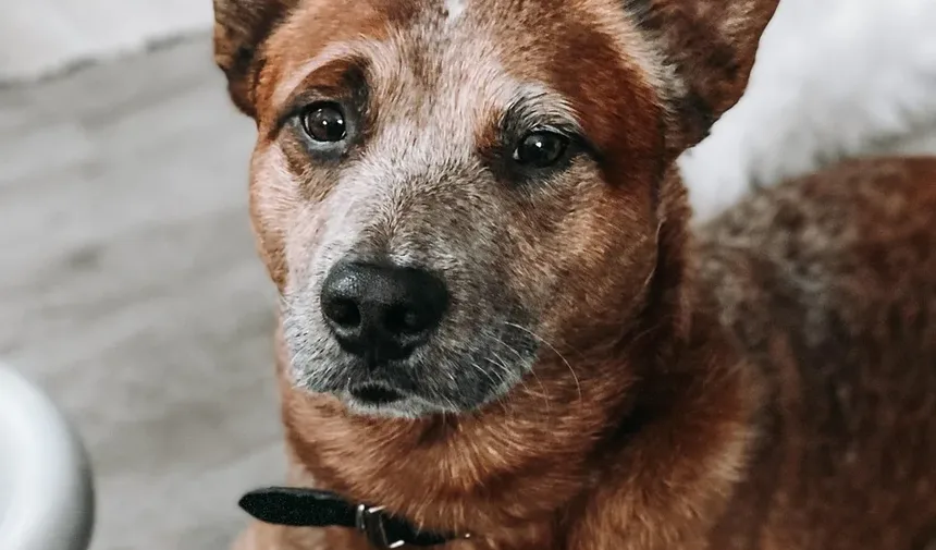 Tratamento de Carrapatos em Cães: Um Guia Completo