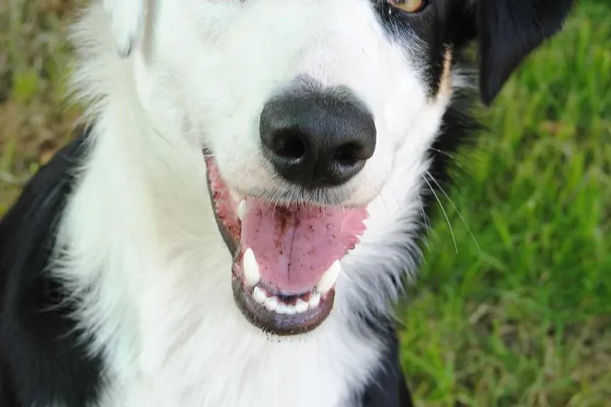 Tratamento de Carrapatos em Cães: Um Guia Completo