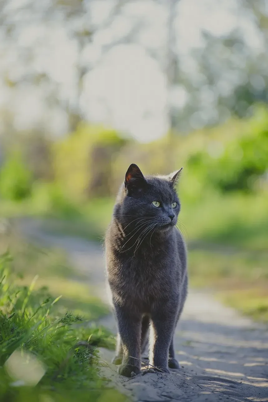 O Que Significa Quando Meu Gato Ronrona Com a Boca Aberta?