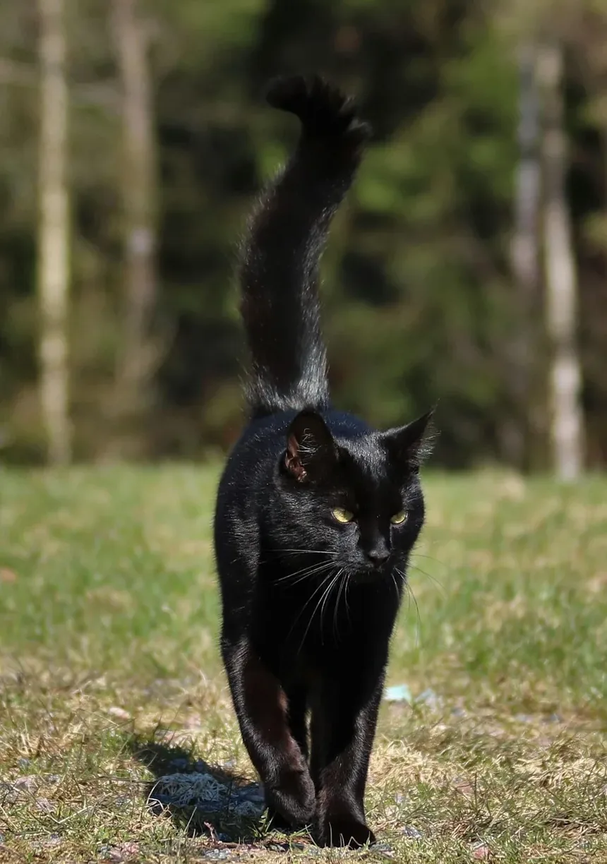 O Que Significa Quando Meu Gato Ronrona Com a Boca Aberta?