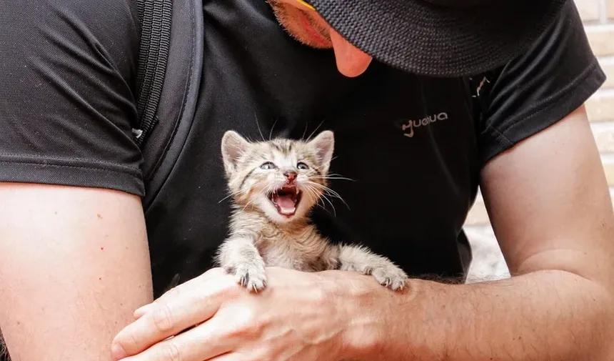 O Que Significa Quando Meu Gato Ronrona Com a Boca Aberta?