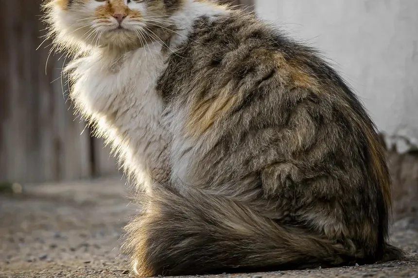 O Que Significa Quando Meu Gato Ronrona Com a Boca Aberta?