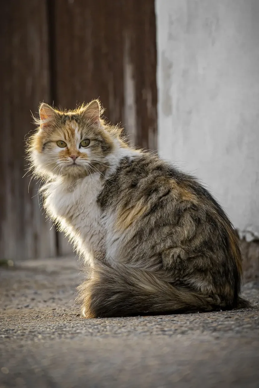 Quais Nutrientes Meu Gato Precisa?