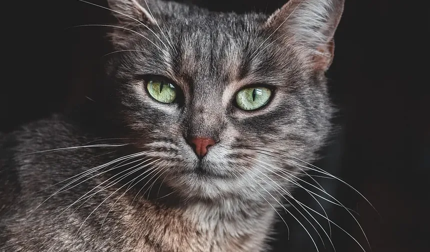 Quais Nutrientes Meu Gato Precisa?