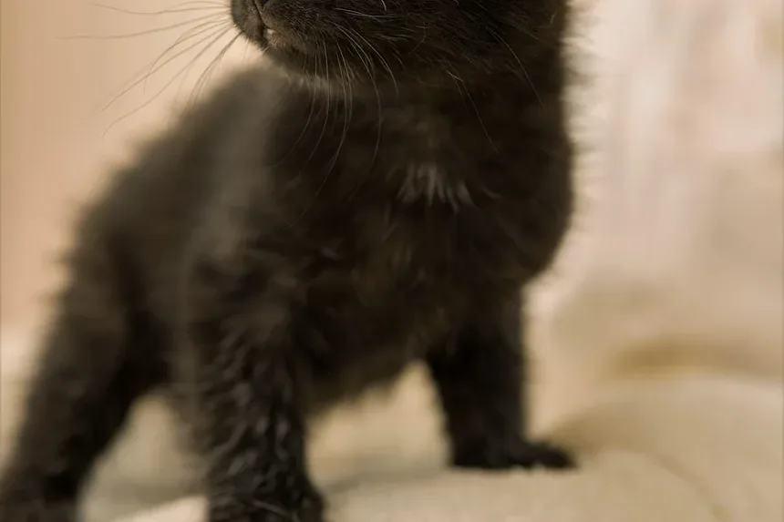 Quais Nutrientes Meu Gato Precisa?