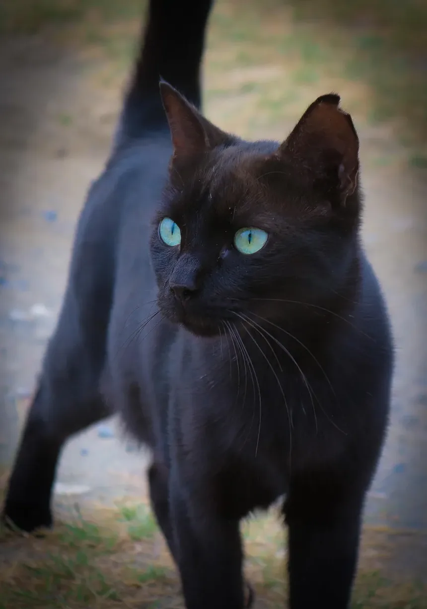 O Que Fazer Se Seu Gato Comer um Rato Envenenado