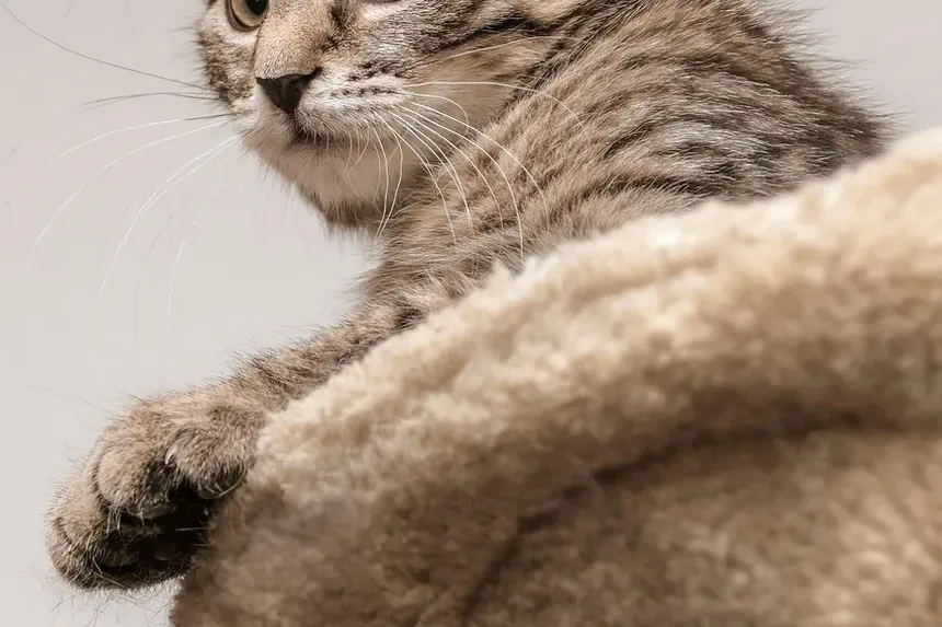 O Que Fazer Se Seu Gato Comer um Rato Envenenado