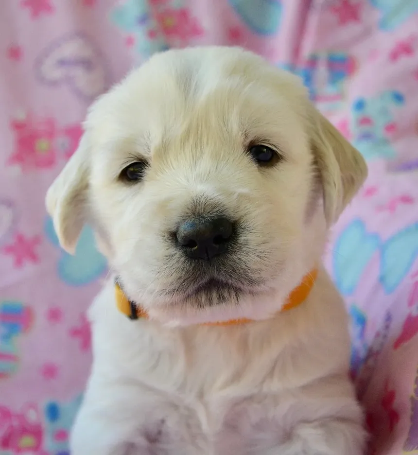 O que fazer se seu cachorro comeu veneno para rato