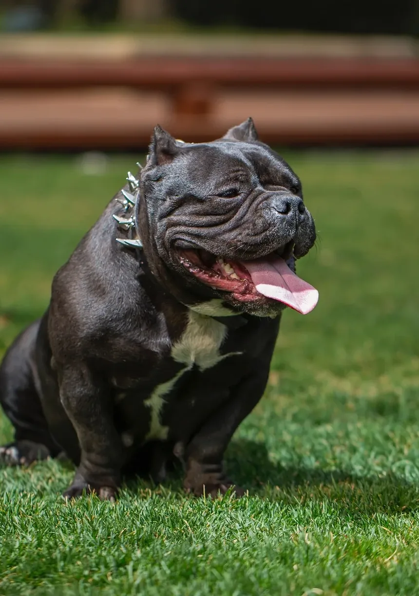 O que fazer se seu cachorro comeu veneno para rato