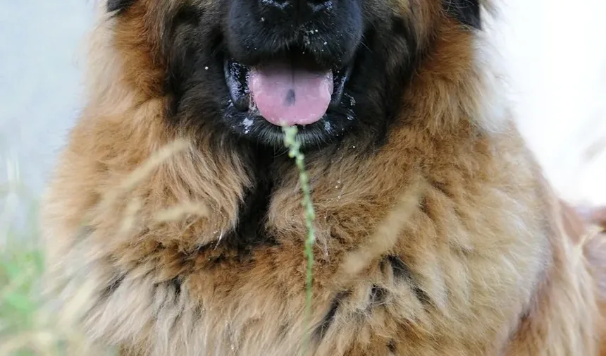 O que fazer se seu cachorro comeu veneno para rato