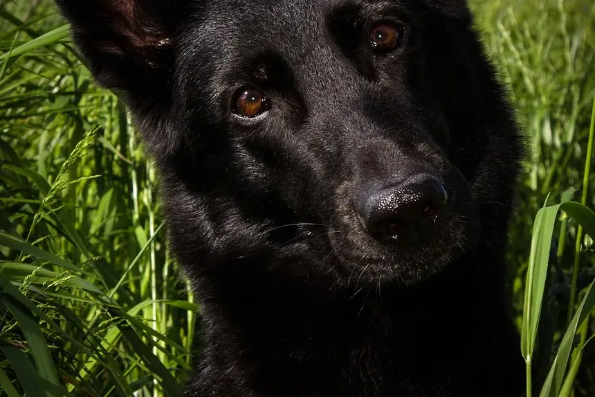 O que fazer se seu cachorro comeu veneno para rato