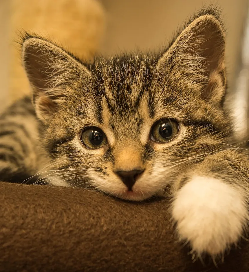 O Que Dar ao Seu Gato Quando Ele Está Doente: Um Guia Completo
