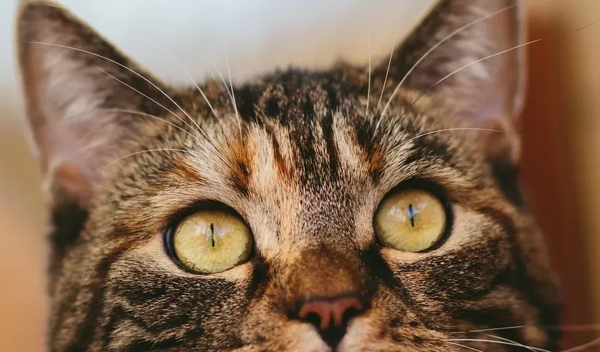 O Que Dar ao Seu Gato Quando Ele Está Doente: Um Guia Completo