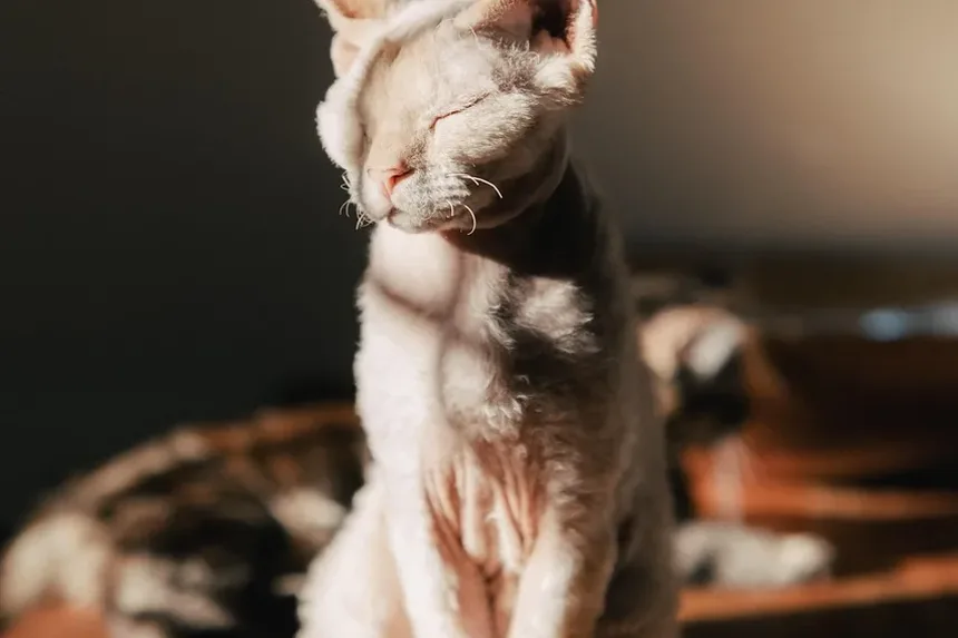 O Que Dar ao Seu Gato Quando Ele Está Doente: Um Guia Completo